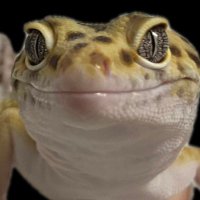 お寿司モドキ🍣🦎 (@29qosushi) 's Twitter Profile Photo