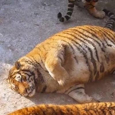 たいが～、さんのプロフィール画像