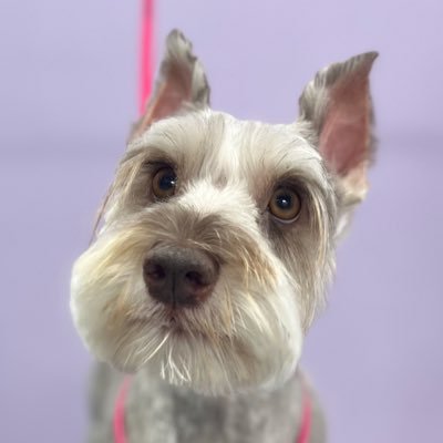 SolomonsFlame's profile picture. LOVE ❤️❤️❤️ our Children, #God #2ndA #1stA #Animals #Veterans #Constitution #GAC #KeepCalm #payattention #OnGuard