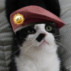 PrettyPetalsPet's profile picture. Hey!  I am @ScootsnToots new sisfur!  He keeps following me around.  I think he likes me!!  Adopted 9/23/11 from the shelter.