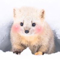 suchi (@suchi_sol) 's Twitter Profile
