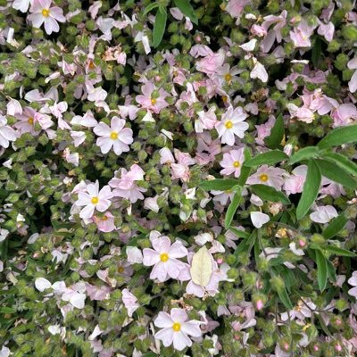 *゚✲ฺ ༝༚ arмy ✿ мoa ✿ вlιnĸ ✿ arιanaтor ༝༚ *゚✲ฺ ⋆.*⃝̥◌♬ ♪ ⁝⁝⁞⁝⁞⁝⁝⁝⁞⁝ ♪ ♫ .*⃝̥◌