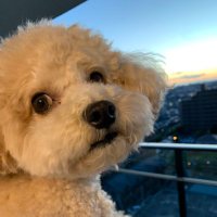 しろ (@freed4242391) 's Twitter Profile Photo しろ (@freed4242391) 's Twitter Profile Photo