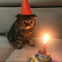 Lonely Cat (@lonelyly_cat) 's Twitter Profile Photo Lonely Cat (@lonelyly_cat) 's Twitter Profile Photo