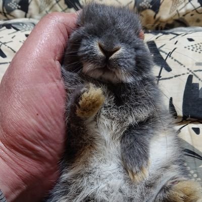 dairhuku's profile picture. 洋楽'70～'90HR/HM含む、邦楽～'00が特に好き。海外サッカー、クライフ～🇳🇱代表好き。
邦楽中心たまに洋楽ライブ参戦。食、動物、花や風景画好き　　うさぎ🐰と同居中です　DM ❌