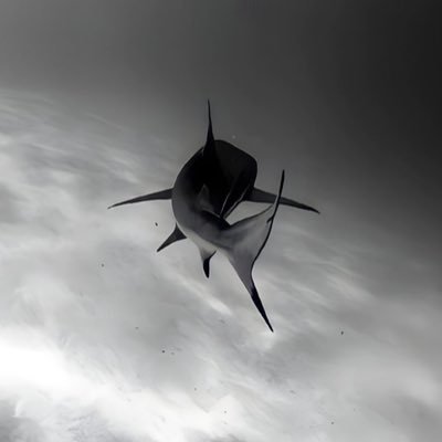 WhalsAlert's profile picture. Great moment will make a great power!
