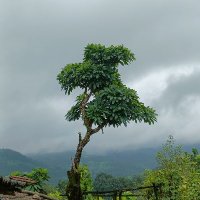 @Forest Commons & Governance Research Group (@tiss_frgproject) 's Twitter Profile Photo