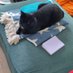 Schwarze Katze auf petrolener recamiere (@dpplchrktr) Twitter profile photo Schwarze Katze auf petrolener recamiere (@dpplchrktr) Twitter profile photo
