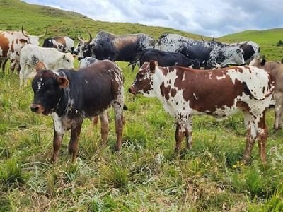 MsuthuJambase's profile picture. 