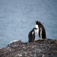 @antarcticstories (@antarcticstory) 's Twitter Profile Photo @antarcticstories (@antarcticstory) 's Twitter Profile Photo