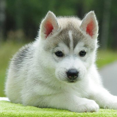 MonicaSangle's profile picture. 