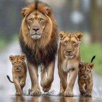 nicholas11 (@nicholas1149972) 's Twitter Profile