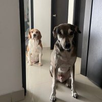 Simon López (@simonlopezd) 's Twitter Profile
