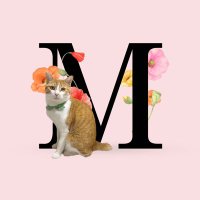 茶白猫のみたらしみーちゃん (@mitarashimii) 's Twitter Profile