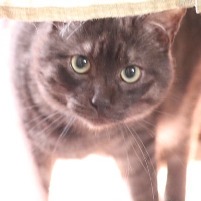 BENI_K0's profile picture. 夢描きます｜20↑｜AI学習無断転載自己発言等NG❌│地雷等自衛願います🙇‍⤵︎