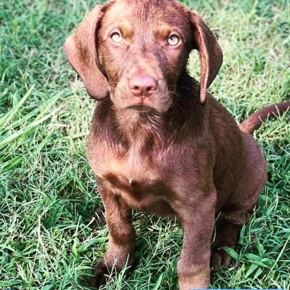 Cornpepper1's profile picture. Husband, Father, Dog Dad.