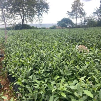 ufukayaz1461's profile picture. 