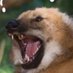 stiltdog (@apfelhund_) Twitter profile photo stiltdog (@apfelhund_) Twitter profile photo