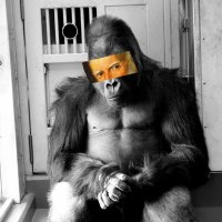 gorillaman (@goriiiaman) 's Twitter Profile