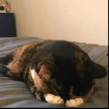 puemort's profile picture. «I'm self-destructive not stupid.» | Side account to rant about ships | Main: @decayedaisies