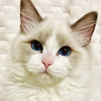 REPOSTMAN (@repostman_) 's Twitter Profile