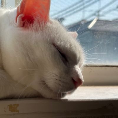 shinseiinoue3's profile picture. 現役エンジニア/個人開発/ アーセナル/ 東京在住 /最近はReactとRubyを触ってます