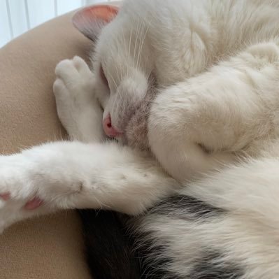 ki_mi_3333's profile picture. 無類の動物好きです。自宅では籾山もみこ通称もーちゃん♀とババアで生活をしています。 持病に膠原病のSAPHO症候群と掌蹠膿疱症があります。いろーんな事呟いてます。どうぞ笑ったり怒ったりお付き合い下さい😊