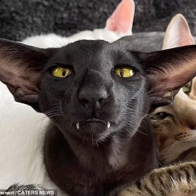 sekizuizouki's profile picture. O or Bの健康な血を求めてる吸血鬼です