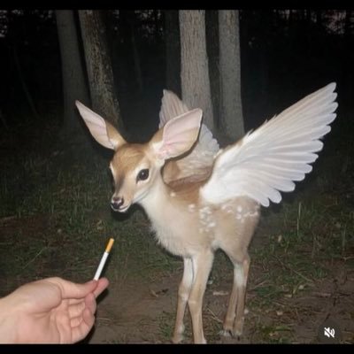 🪼🦋🌧️💀🎀🫀💗 (knower of things) (she/they) (moms love me) (not a robot)