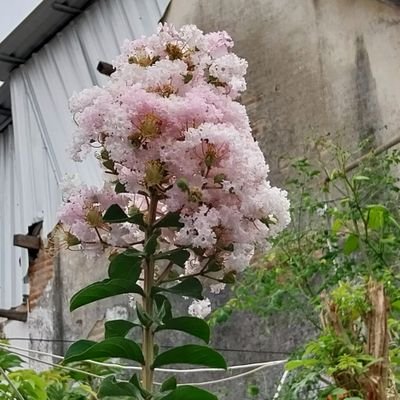Erkak sochli qishloq ayolini sikadi