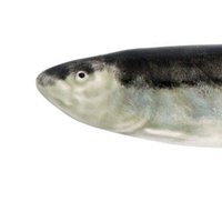 Sardine Lab (@sardine_lab_it) 's Twitter Profile