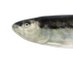 Sardine Lab (@sardine_lab_it) Twitter profile photo Sardine Lab (@sardine_lab_it) Twitter profile photo