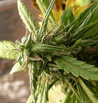 reforesta tu ciudad y tira uncoco..  todos los usuarios de cannabis reforestemos las ciudades tirando cocos por toda jardiner parques y camellones.