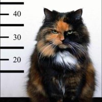 Ebil Kitty (@_panglossmd) 's Twitter Profile