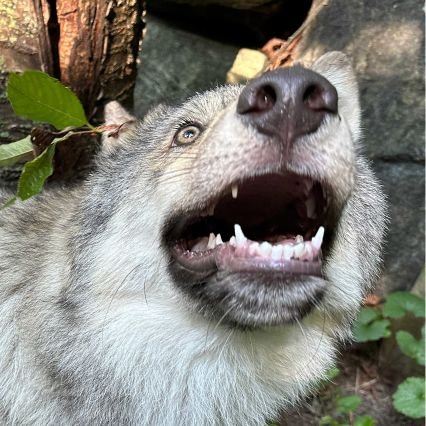 XiaoHaiOPAMP's profile picture. 喜欢欣赏美好的东西