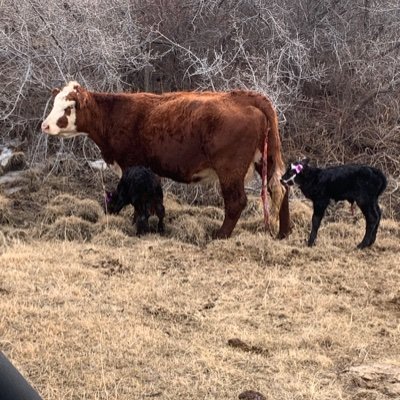 Faith ✝️ Family 👨👩👧👧 Farm 🌾🐮🐄🐐
In that order 💕