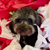 Stace (@sweetannie07) 's Twitter Profile
