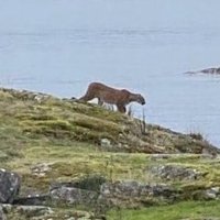 The Bowen Island Cougar (@thebowencougar) 's Twitter Profile