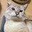 momomaro_tomcat