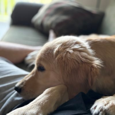 Proud dog dad. perpetually curious. love to learn something new everyday. politics, investing, sports. Work in Talent Development and Human Resources.