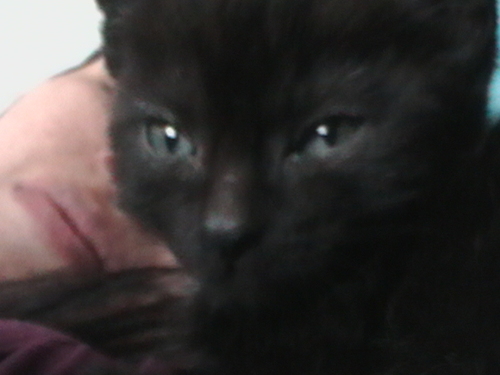 FateTheCat's profile picture. My name's Fate and I was born on January 16, 2009. I live with my humans in a city