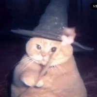 Cats That Make You Go Awww (@cuteadorablecat) 's Twitter Profile Photo Cats That Make You Go Awww (@cuteadorablecat) 's Twitter Profile Photo
