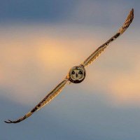 ahmed alkrsh (@alkrsh_ahmed) 's Twitter Profile