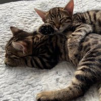 Ben & Geri Bengals (@tigertotties2) 's Twitter Profile