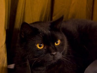 pokrysh's profile picture. 