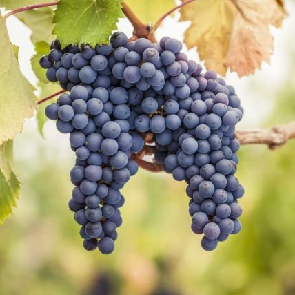 WeinsteinsPotte's profile picture. 