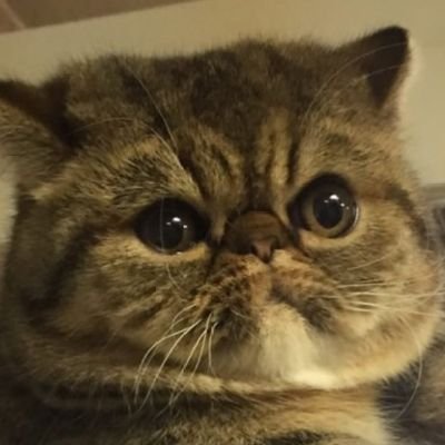 Archany101's profile picture. Art // Cybersecurity // Random hobbies // Cute critters // Take care.