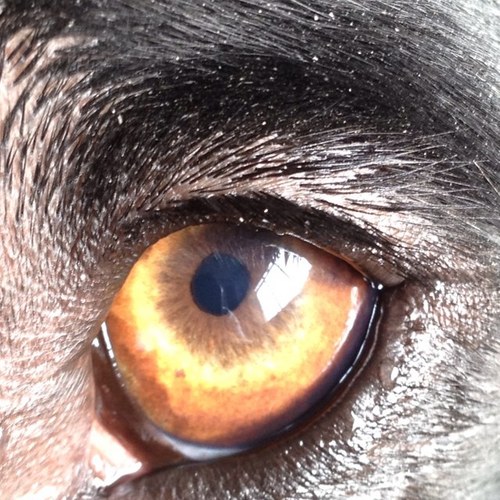 JanRajah's profile picture. invader