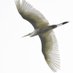 _ (@sataranji_) Twitter profile photo _ (@sataranji_) Twitter profile photo