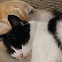 Andrea Siggens💚🐕🐦⬛🐋🕷🌳🌊🧵🧶🇵🇸 (@mackemdragon) 's Twitter Profile